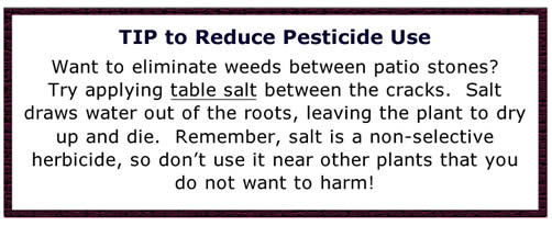 Tip to Reduce Pesticide Use - TABLE SALT
